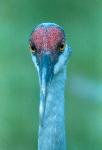 Sandhill Crane