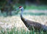 Sandhill Crane