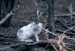 Snowshoe Hare