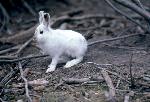 Snowshoe Hare