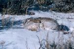 Snowshoe Hare