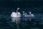 Trumpeter swan and cygnets