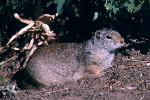 Uinta Ground Squirrel