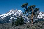 Patriarch Tree