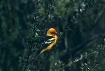 Western Tanager