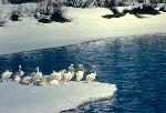 White Pelicans