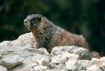 Yellow-bellied Marmot
