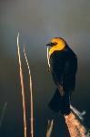Yellow-headed Blackbird