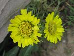 Alpine Sunflower