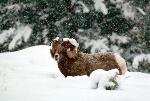 Bighorn Ram