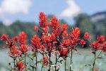 Indian Paintbrush