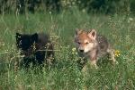 Wolf Pups