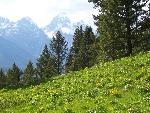 Mules Ears and the Grand Teton