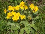 Arrowleaf Balsamroot
