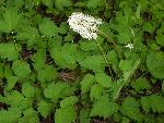 Baneberry