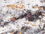 Lichen on Limestone