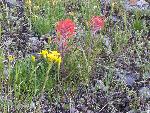 Indian Paintbrush