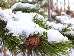 Lodgepole Pine