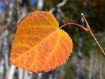 Aspen leaf, fall