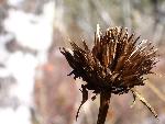 Seed pod