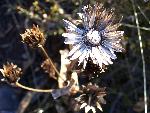 Seed pods