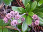 Prince's Pine, Pipsissewa