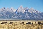 Bison on Antelope Flats