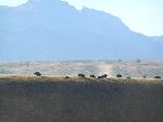 Bison and Sleeping Indian