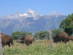 Bison and Teton Range