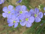 Blue Flax