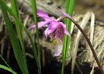 Calypso Orchid