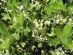 Snowbrush Ceanothus
