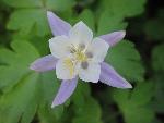 Columbine