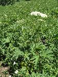 Cow Parsnip