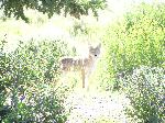 Coyote, Morning Sun