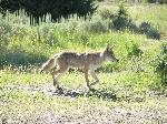 Coyote