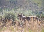 Coyote in Sagebrush