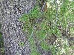Douglas Fir Bark