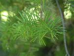 Douglas Fir Needles