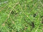 Douglas Fir