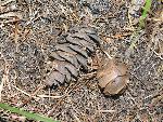 Douglas Fir Cone