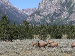 Elk Grazing