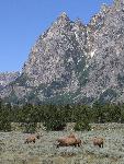 Elk Grazing