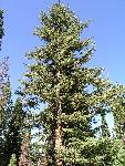 Engelmann spruce
