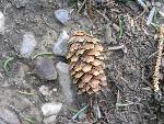 Engelmann spruce cone