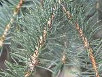 Engelmann spruce needles
