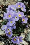 Forget-me-not