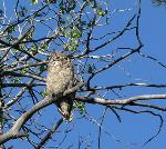 Great Horned Owl