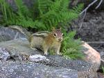Golden-mantled Ground Squirrel