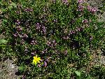Heather